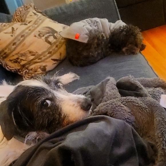 Meet your Posher, Shelby - Picture 8 of 9